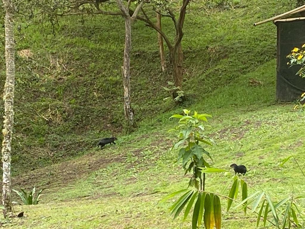 Green Bamboo Lodge San Francisco de Borja エクステリア 写真