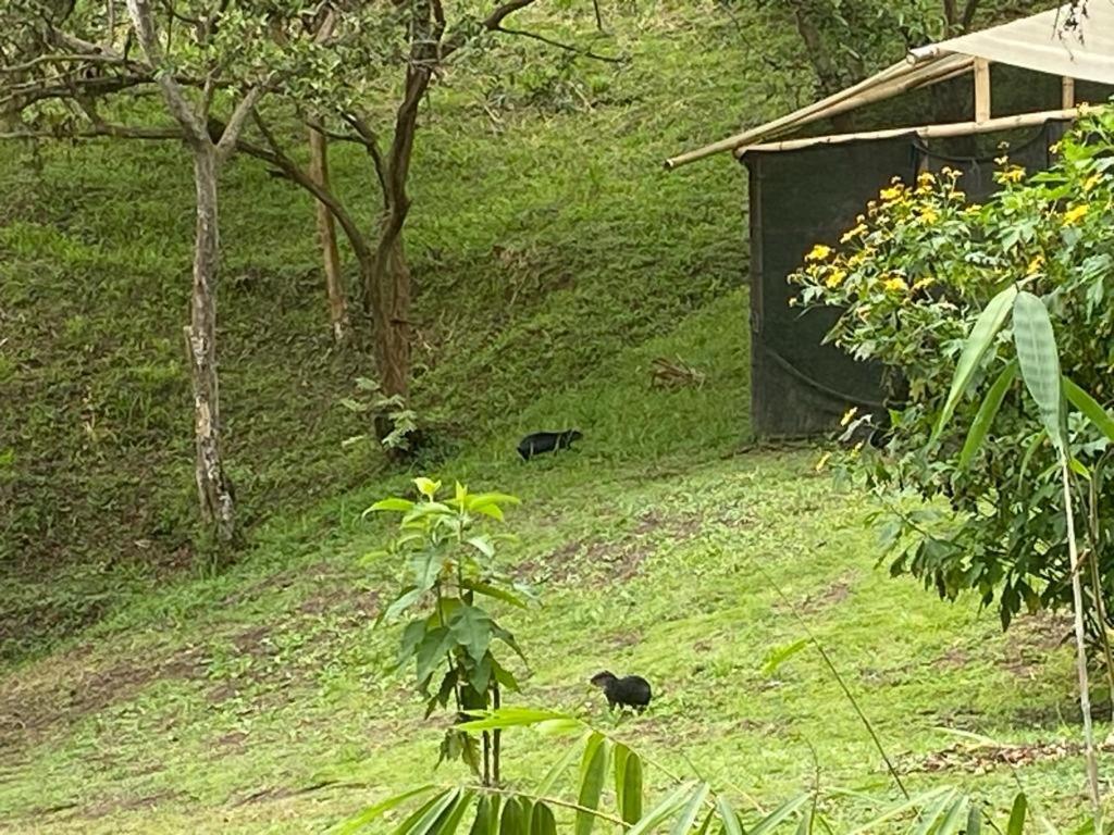 Green Bamboo Lodge San Francisco de Borja エクステリア 写真